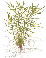 Heteranthera zosterifolia2